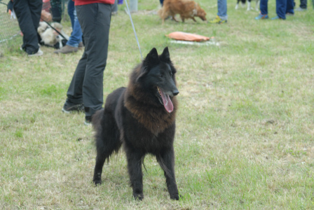 26.05.2013 - Dolly al campo di AnconAgility